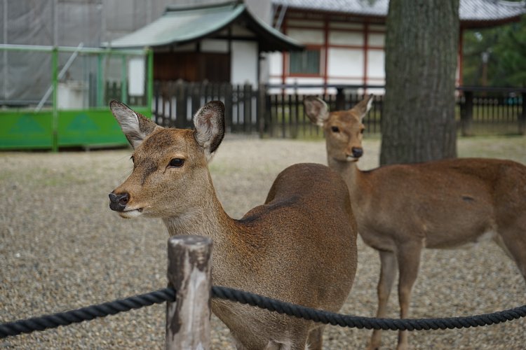 鹿2