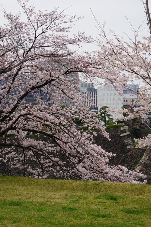 桜@皇居03