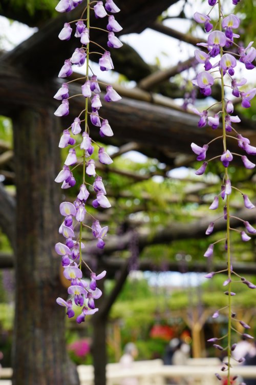 藤の花@亀戸天神02
