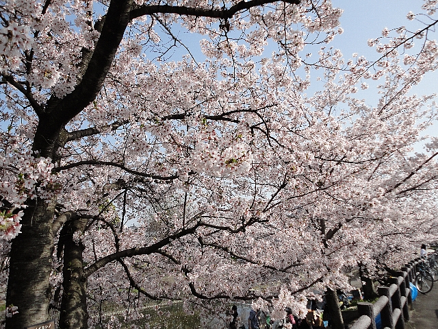 桜2011_03
