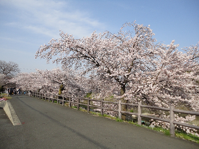 桜2011_09